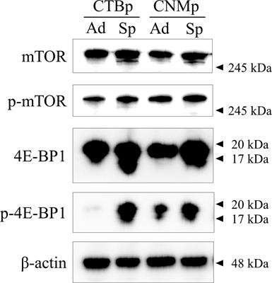 mTOR pathway as a potential therapeutic target for cancer stem cells in canine mammary carcinoma